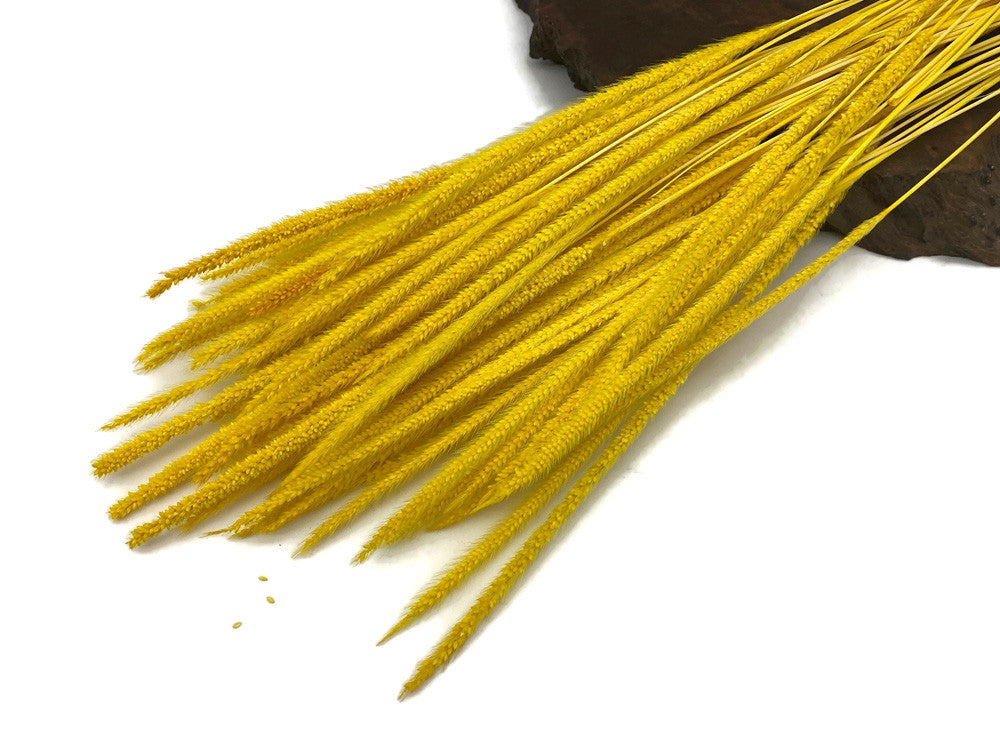 60 Pieces - 18-22" Dyed Yellow Thousand Grass Reed Preserved Dried Botanical 